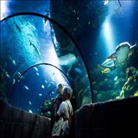 Big Aquarium